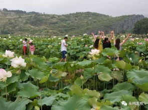 ② 燕山荷塘——仙子出水的奇幻漂流（别忘记带伞）