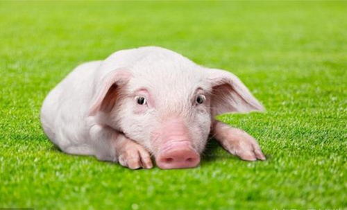 属猪的人：有福之财还是懒散之祸？