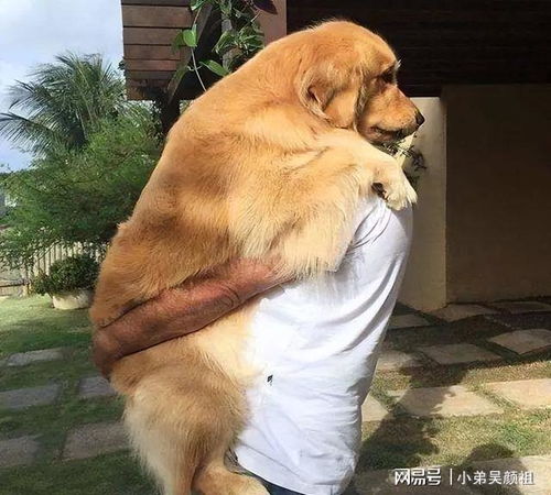 为什么我梦见别人把一只黄狗抱起来了呢？