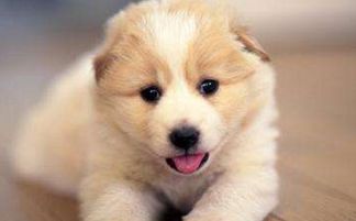 梦见自己手被别人家的狗咬了这预示着什么不好的事情即将发生吗？