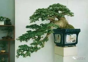 缠绕植物的致命诱惑