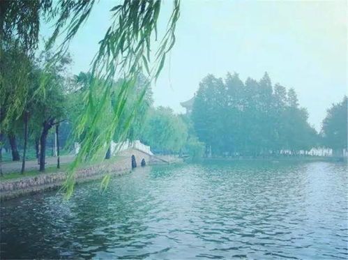 摄影爱好者的天堂：翠湖畔的春雨