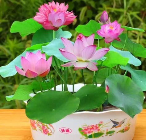 养鱼种花的人,种花养鱼
