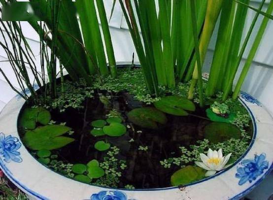 池塘种植荷花对鱼有影响吗,种荷花池塘水位多深好