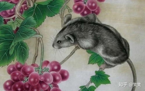 鼠目寸光对应哪个生肖？今晚9点半最适合的生肖是哪个？