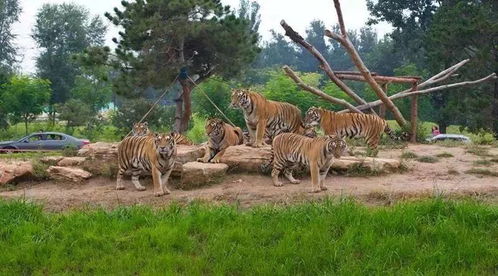 2026年最新政策：身高年龄双杀！3岁零1天就要多掏钱！