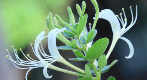 一、 金银花的功效与作用：一场内场的盛宴