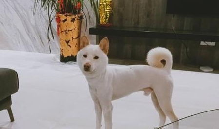 黑色狗狗的注意事项