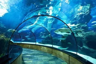 水族馆の反卷哲学：躺平才是终极赢家
