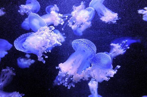 水母潘多拉是个啥