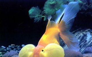 鱼缸里的水竟然是活的？！