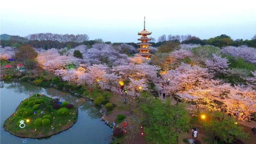青山湖春日赏花——乱七八糟的奇葩指南
