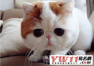 如何将猫咪算命起名大全改写为吉猫起名字的？