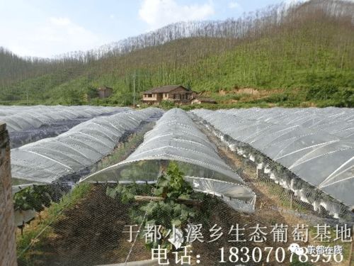 于都县隐藏玩法：葡萄+农家乐=绝配
