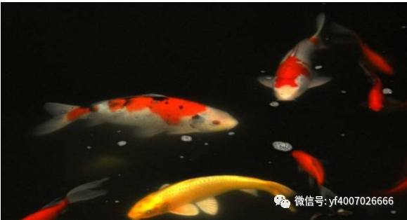 鱼的数量暗藏天机？数学老师哭晕在厕所！