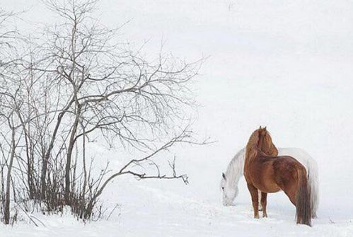 雪代表哪个生肖？雪北香南打一动物生肖是什么生肖？