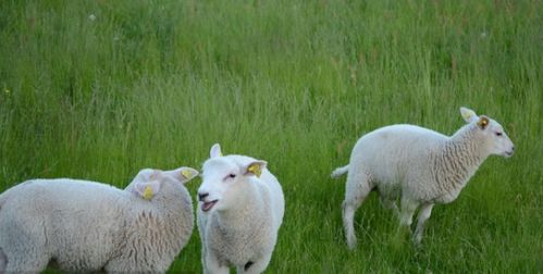 1979年属羊的人2026年运势财运如何，2037年多大？