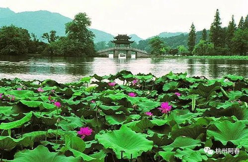 沈阳那破荷花有啥好看的？新民这鬼地方藏着真家伙！