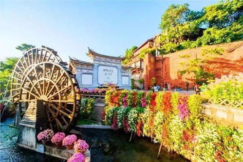 花马街红景天茶：这…真的是茶吗？
