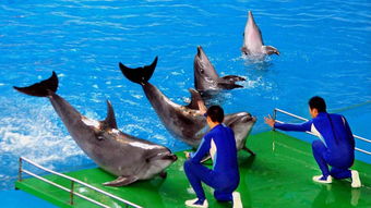 极地世界：冰雪奇缘照进现实