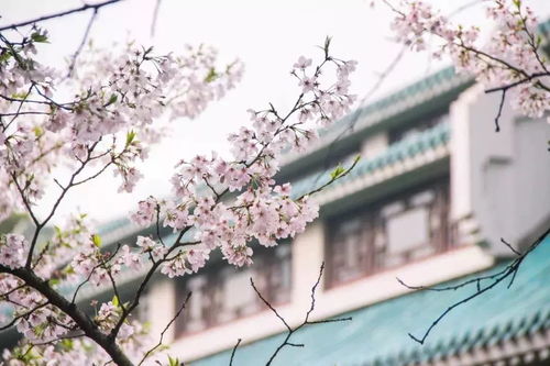 武汉3月赏樱，你准备好邂逅浪漫的樱花季了吗？