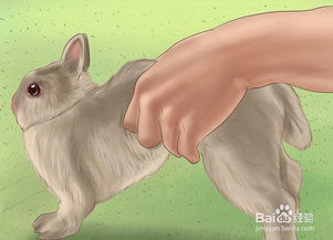 3.1 兔子跳东南角——吉祥还是凶兆？