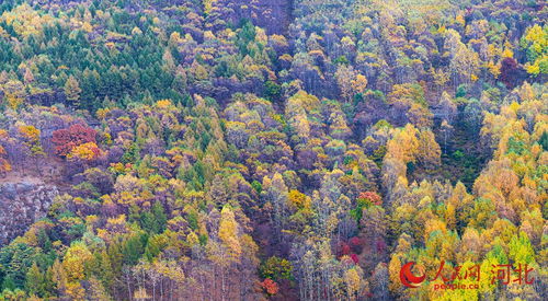 #五道沟风景区# —— 森林里的迷宫