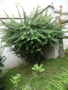 风水学屋旁种柏树合适吗？