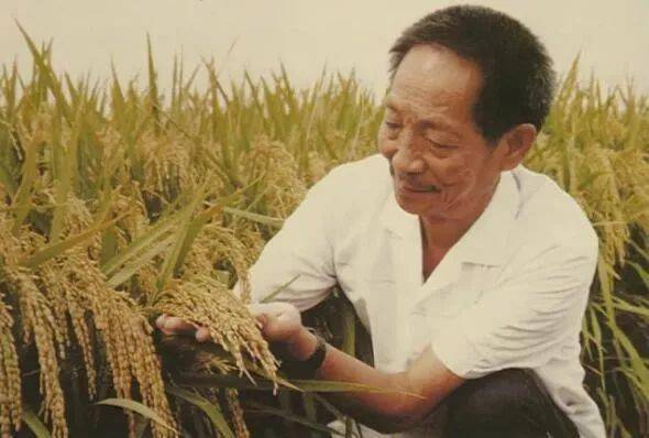 黎明时分：稻花的低语