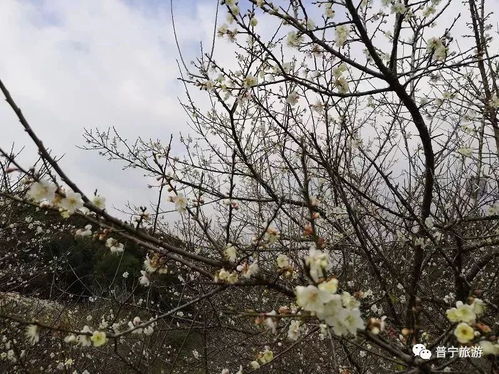 后溪圆明村梅园（预测最佳赏梅期:当前至1月8日)