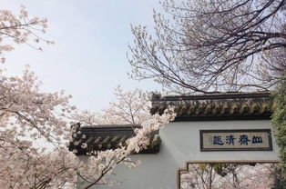 今年赏花季期间