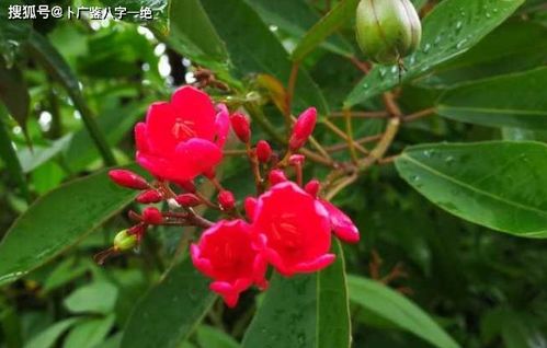 一呼百诺八字命理紫薇中的一呼百诺具体指的是什么？