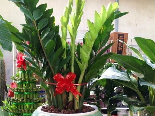 王祖蓝的夜市暴走路线大揭秘