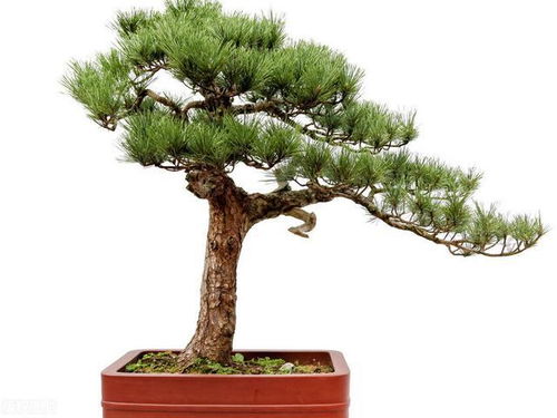 震惊！你家松柏盆景放错位置会倒大霉！2026年黄历警告