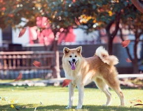 古街风情， 犬儿的欢乐天地