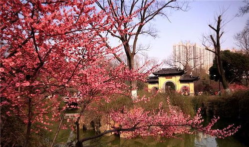 五、冰梅石：常州奇观