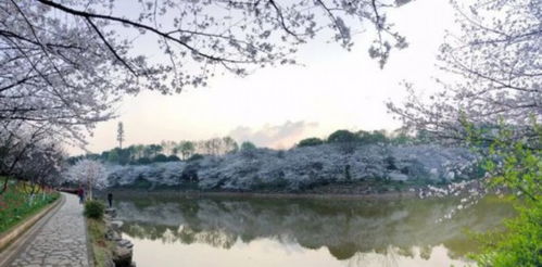 哎呦喂！谁说必须有逻辑？！