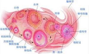 2-3 饮食调整：吃得像熊猫一样可爱？