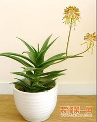 将废弃芦荟对家居风水有何具体影响？