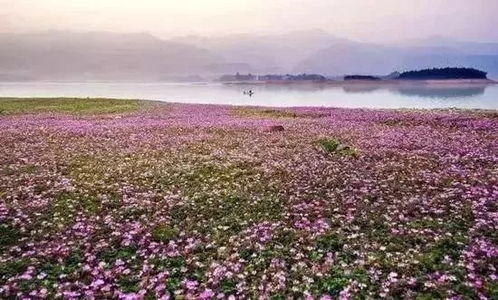 洱海， 不仅仅是水，还有那些说不清道不明的花