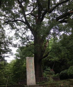 探寻婺源：一场穿越时空的邂逅