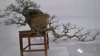 松柏盆景居然有这么多不为人知的秘密！