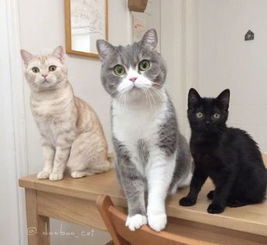 我家没有猫怎么办,家里没有猫咪的风水怎么化解