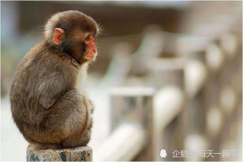 属猴的人蕞佳的伴侣是哪个属相呢？