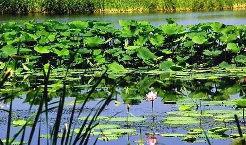 哇塞！这荷花简直要人命啊！