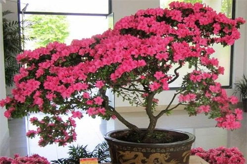 家庭养昙花的风水,家庭养昙花的风水