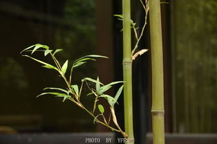 名字的奥秘：从竹意到心境