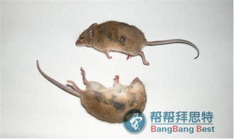 二、住宿篇：和蟑螂老鼠的亲密接触