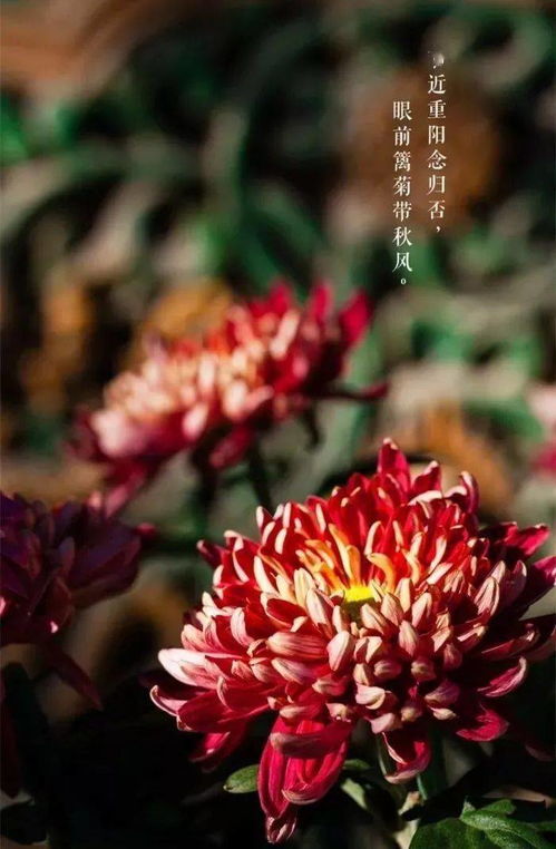 九九重阳，登高赏菊，传统习俗，文化传承！