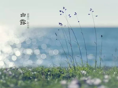 白露来了！凉飕飕的日子正式开始啦